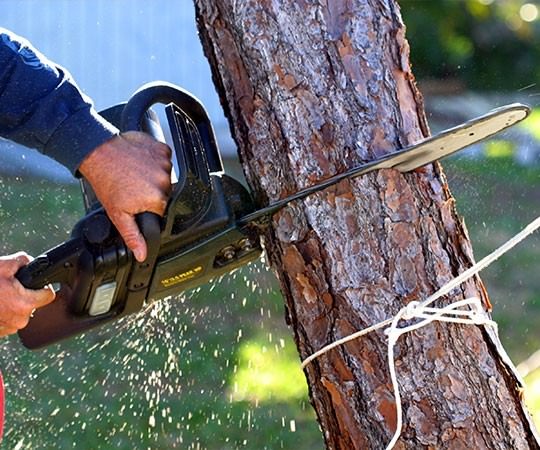 Спил деревьев в Людиново и  Калужской области